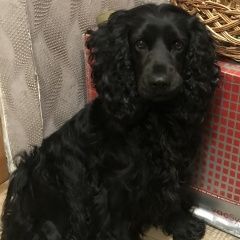 Подробнее об объявлении «Анапа Пропала собака кобель помогите найти друга, пожалуйста» Фото: пропала собака Английский кокер-спаниель «Анапа Пропала собака кобель помогите найти...» в г. Анапа