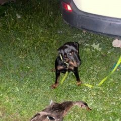 Подробнее об объявлении «Тамбов Пропала собака» Фото: пропала собака Ягд-терьер «Тамбов Пропала собака» в г. Тамбов