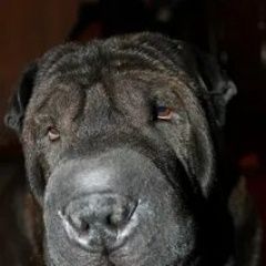 Подробнее об объявлении «Макеевка Пропала собака кобель» Фото: пропала собака Шар-пей «Макеевка Пропала собака кобель» в г. Макеевка