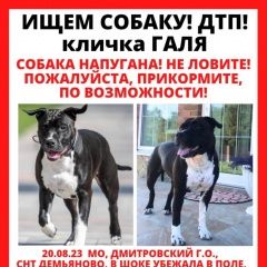 Подробнее об объявлении «Пропала собака помогите пожалуйста Клин» Фото: пропала собака Американский стаффордширский терьер «Пропала собака помогите пожалуйста Клин» в г. Клин