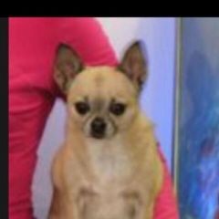 Подробнее об объявлении «Торжок Пропала собака кобель» Фото: пропала собака Чихуахуа «Торжок Пропала собака кобель» в г. Торжок