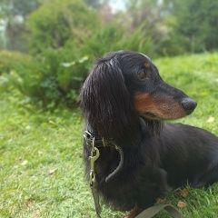 Подробнее об объявлении «Волхов Пропала собака кобель такса 10 лет.» Фото: пропала собака Такса «Волхов Пропала собака кобель такса 10 лет.» в г. Волхов