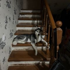 Подробнее об объявлении «Новороссийск Пропала собака» Фото: пропала собака Сибирская хаски «Новороссийск Пропала собака» в г. Новороссийск