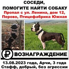 Подробнее об объявлении «Симферополь Пропала собака кобель помогите найти члена семьи» Фото: пропала собака Стаффордширский бультерьер «Симферополь Пропала собака кобель помогите...» в г. Симферополь