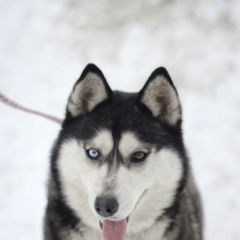Подробнее об объявлении «Казань Пропала собака мини-хаска фортуна» Фото: пропала собака Сибирская хаски «Казань Пропала собака мини-хаска фортуна» в г. Казань