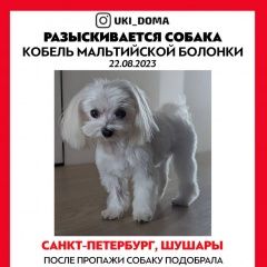 Подробнее об объявлении «Санкт-Петербург Пропала собака кобель» Фото: пропала собака  «Санкт-Петербург Пропала собака кобель» в г. Санкт-Петербург