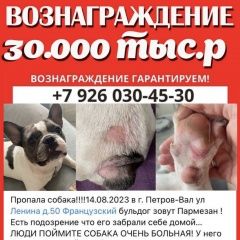 Картинка пропала собака В городе Камышин потерян кобелёк. Камышин