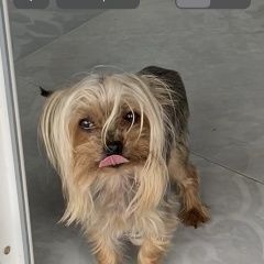 Подробнее об объявлении «Пушкино Пропала собака йорк мини» Фото: пропала собака Йоркширский терьер «Пушкино Пропала собака йорк мини» в г. Пушкино