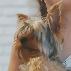 Подробнее об объявлении «Нижний Новгород Пропала собака кобель помогите найти йорка» Фото: пропала собака Йоркширский терьер «Нижний Новгород Пропала собака кобель помогите...» в г. Нижний Новгород