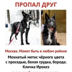 Подробнее об объявлении «Москва Пропала собака кобель» Фото: пропала собака  «Москва Пропала собака кобель» в г. Москва