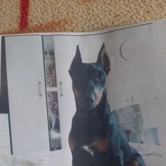 Подробнее об объявлении «Симферополь Пропала собака кобель помогите найти» Фото: пропала собака Цвергпинчер (Карликовый пинчер) «Симферополь Пропала собака кобель помогите найти» в г. Симферополь