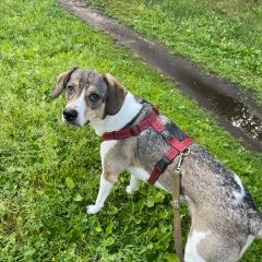 Подробнее об объявлении «Санкт-Петербург Пропала собака» Фото: пропала собака  «Санкт-Петербург Пропала собака» в г. Санкт-Петербург