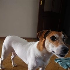 Подробнее об объявлении «Воронеж Пропала собака кобель» Фото: пропала собака Джек рассел терьер «Воронеж Пропала собака кобель» в г. Воронеж