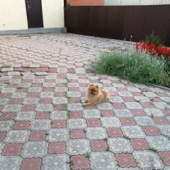 Картинка пропала собака В городе Октябрьский (Башкирия) потерялся пёсик. Октябрьский (Башкирия)
