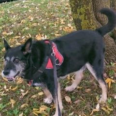 Подробнее об объявлении «Ярославль Пропала собака кобель вознаграждение гарантировано» Фото: пропала собака  «Ярославль Пропала собака кобель вознаграждение...» в г. Ярославль