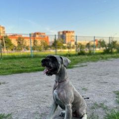 Подробнее об объявлении «Пропала собака ризеншнауцер Гатчина» Фото: пропала собака Ризеншнауцер «Пропала собака ризеншнауцер Гатчина» в г. Гатчина