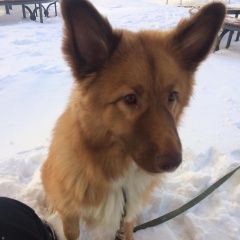 Подробнее об объявлении «Санкт-Петербург Пропала собака кобель» Фото: пропала собака  «Санкт-Петербург Пропала собака кобель» в г. Санкт-Петербург