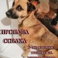 Подробнее об объявлении «Москва Пропала собака кобель срочно» Фото: пропала собака  «Москва Пропала собака кобель срочно» в г. Москва