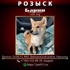 Подробнее об объявлении «Дмитров Пропала собака кобель» Фото: пропала собака  «Дмитров Пропала собака кобель» в г. Дмитров