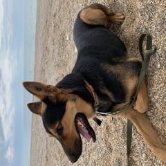 Подробнее об объявлении «Подольск Пропала собака кобель» Фото: пропала собака  «Подольск Пропала собака кобель» в г. Подольск