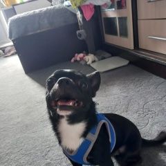 Подробнее об объявлении «Санкт-Петербург Пропала собака кобель» Фото: пропала собака Чихуахуа «Санкт-Петербург Пропала собака кобель» в г. Санкт-Петербург