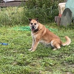 Подробнее об объявлении «Нарофоминск Пропала собака» Фото: пропала собака  «Нарофоминск Пропала собака» в г. Нарофоминск