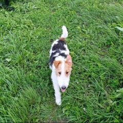 Подробнее об объявлении «Хабаровск Пропала собака кобель» Фото: пропала собака Фокстерьер «Хабаровск Пропала собака кобель» в г. Хабаровск