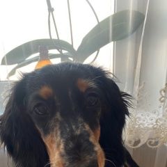 Подробнее об объявлении «Осинники Пропала собака» Фото: пропала собака Такса «Осинники Пропала собака» в г. Осинники