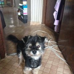 Подробнее об объявлении «Красноярск Пропала собака кобель убежал пёс, в районе ул. новосибирская-» Фото: пропала собака  «Красноярск Пропала собака кобель убежал пёс, в...» в г. Красноярск