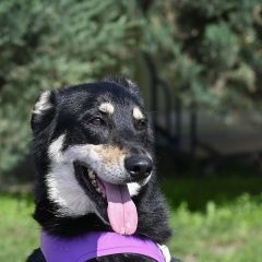 Подробнее об объявлении «Обнинск Пропала собака кобель» Фото: пропала собака  «Обнинск Пропала собака кобель» в г. Обнинск