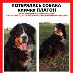Подробнее об объявлении «Истра Пропала собака кобель бернский зенненхунд возможно украден» Фото: пропала собака Бернская пастушья собака «Истра Пропала собака кобель бернский зенненхунд...» в г. Истра