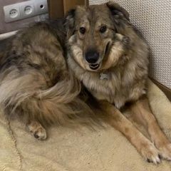 Подробнее об объявлении «Истра Пропала собака дер глебово истринский район» Фото: пропала собака  «Истра Пропала собака дер глебово истринский район» в г. Истра