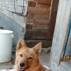 Подробнее об объявлении «Сургут Пропала собака» Фото: пропала собака  «Сургут Пропала собака» в г. Сургут