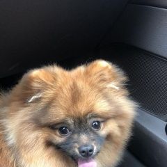 Подробнее об объявлении «Казань Пропала собака кобель» Фото: пропала собака  «Казань Пропала собака кобель» в г. Казань