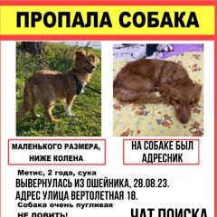 Подробнее об объявлении «Москва Пропала собака» Фото: пропала собака  «Москва Пропала собака» в г. Москва