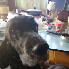 Подробнее об объявлении «Новосибирск Пропала собака кобель джек 10 лет.» Фото: пропала собака Английский кокер-спаниель «Новосибирск Пропала собака кобель джек 10 лет.» в г. Новосибирск