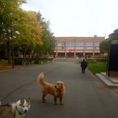 Подробнее об объявлении «Сосновый Бор Пропала собака кобель кто потерял собаку» Фото: пропала собака  «Сосновый Бор Пропала собака кобель кто потерял...» в г. Сосновый Бор