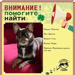 Подробнее об объявлении «Апрелевка Пропала собака чихуахуа. вознаграждение» Фото: пропала собака Чихуахуа «Апрелевка Пропала собака чихуахуа. вознаграждение» в г. Апрелевка