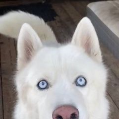 Подробнее об объявлении «Павловск (Ленинградская обл.) Пропала собака кобель» Фото: пропала собака Сибирская хаски «Павловск (Ленинградская обл.) Пропала собака...» в г. Павловск (Ленинградская обл.)