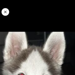 Подробнее об объявлении «Чебоксары Пропала собака, район нефтебаза.» Фото: пропала собака Сибирская хаски «Чебоксары Пропала собака, район нефтебаза.» в г. Чебоксары