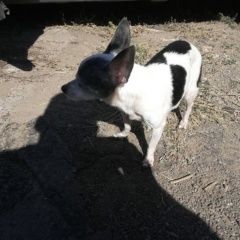 Подробнее об объявлении «Астрахань Пропала собака девочка» Фото: пропала собака  «Астрахань Пропала собака девочка» в г. Астрахань