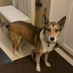 Подробнее об объявлении «Санкт-Петербург Пропала собака» Фото: пропала собака  «Санкт-Петербург Пропала собака» в г. Санкт-Петербург