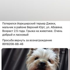 Подробнее об объявлении «Сочи Пропала собака кобель продолжаем поиск члена семьи» Фото: пропала собака Йоркширский терьер «Сочи Пропала собака кобель продолжаем поиск...» в г. Сочи