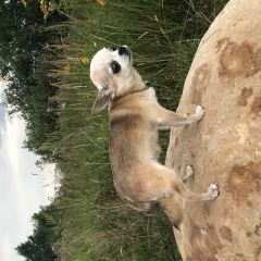 Подробнее об объявлении «Кострома Пропала собака» Фото: пропала собака Чихуахуа «Кострома Пропала собака» в г. Кострома