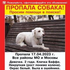 Подробнее об объявлении «Москва Пропала собака баффи» Фото: пропала собака  «Москва Пропала собака баффи» в г. Москва