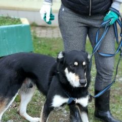 Подробнее об объявлении «Боровск Пропала собака кобель поляков андрей иванович» Фото: пропала собака  «Боровск Пропала собака кобель поляков андрей...» в г. Боровск