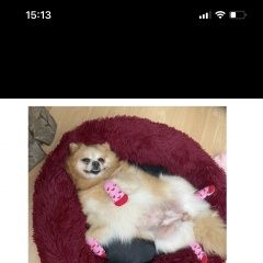 Подробнее об объявлении «Арск Пропала собака» Фото: пропала собака Немецкий шпиц «Арск Пропала собака» в г. Арск