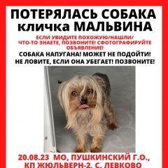 Подробнее об объявлении «Пушкино Пропала собака йорк» Фото: пропала собака  «Пушкино Пропала собака йорк» в г. Пушкино