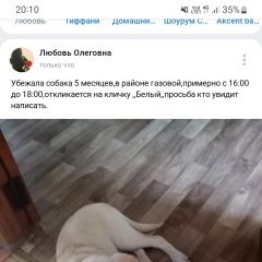 Подробнее об объявлении «Пропала собака кобель помогите найти щенка Искитим» Фото: пропала собака  «Пропала собака кобель помогите найти щенка Искитим» в г. Искитим