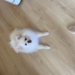 Подробнее об объявлении «Екатеринбург Пропала собака кобель» Фото: пропала собака  «Екатеринбург Пропала собака кобель» в г. Екатеринбург